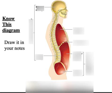 Honors Anatomy Ch 1 Body Cavity Diagram Diagram Quizlet