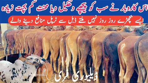 Low Cost Rate Bachra Cattle Farming Bachra Farm Business Full Details