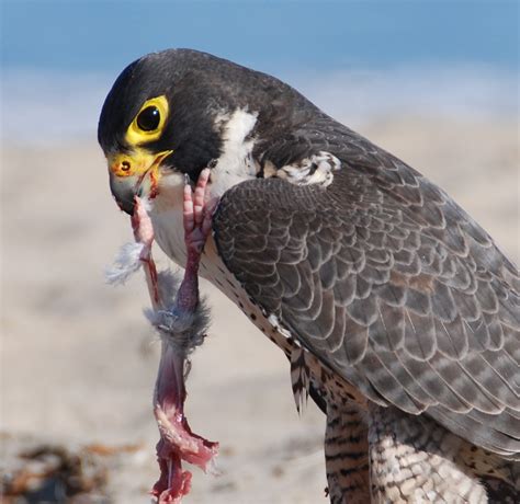 Peregrine Falcon Catching Pigeon