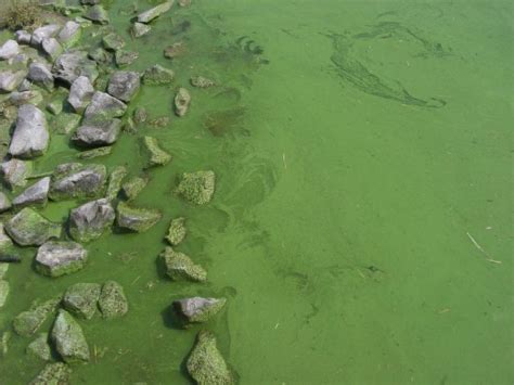 Toxic Blue Green Algae Adapt To Rising Co