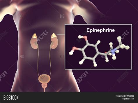 Epinephrine Hormone Image And Photo Free Trial Bigstock