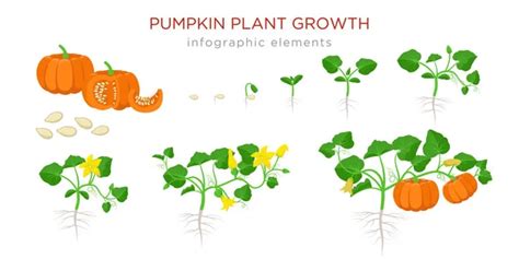 Chilli Pepper Plant Growth Stages Infographic Elements In Flat Design