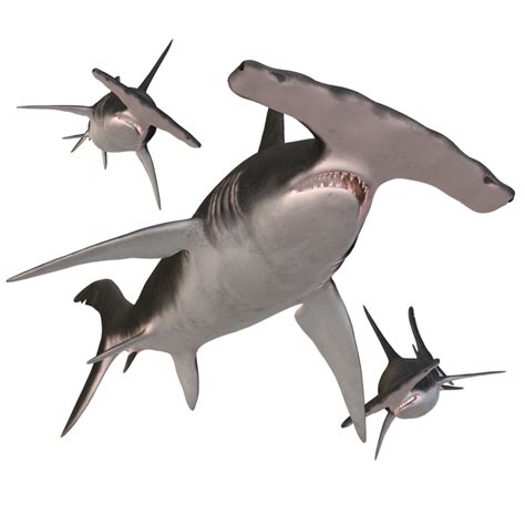 Swimming Shark Illustration 27257687 Png