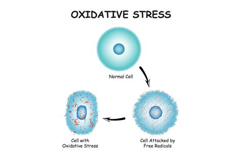 Oxidative Stress Diagram Vector Design Graphic By As Ashik · Creative Fabrica