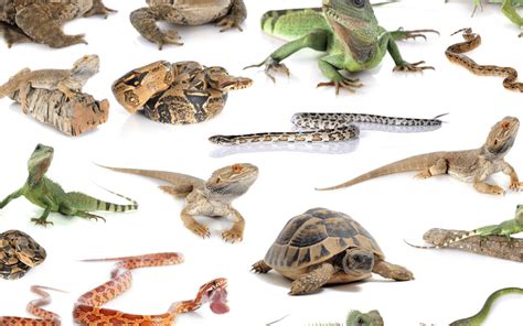 The Pros & Cons of Reptiles as Pets | Cat Sitter Toronto Inc