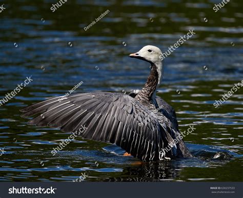 Emperor Goose Chen Canagica Open Wings Stock Photo 630237533 Shutterstock