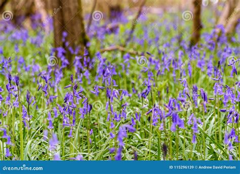 Bluebells in Spring stock image. Image of landscape - 115296139