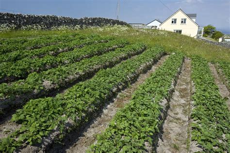 Potatoes Growing In Lazy Beds Stock Image C Science Photo