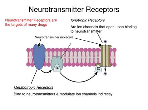 Ppt Brain Anatomy Neurotransmission And Brain Neurotransmitters