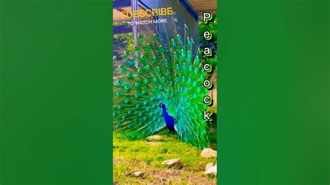 Beautiful Peacock Dance Youtube