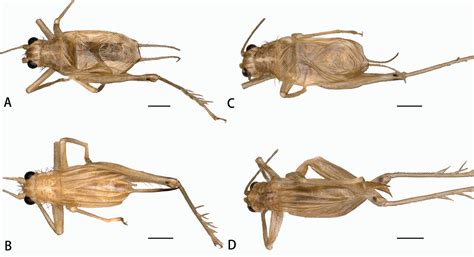 Two New Species Of Cricket Genus Anaxiphomorpha Gorochov 1987