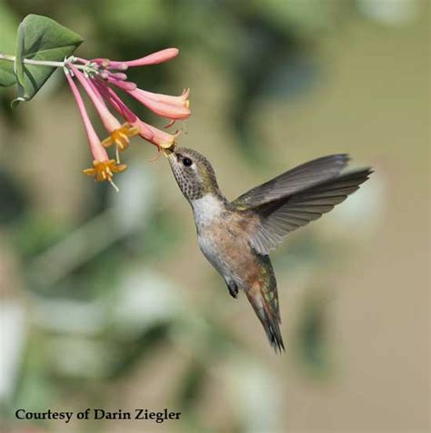 Honeysuckle for Hummingbirds. Planting instructions.