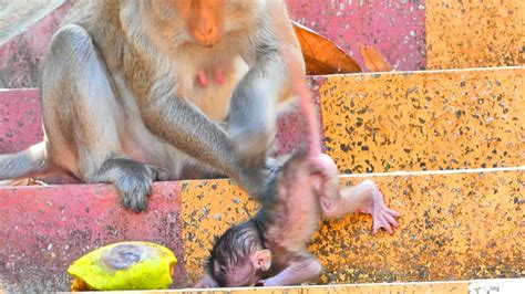 Very Pity Baby Cute Monkey Mina Fall From The Stairs When Mom Lack