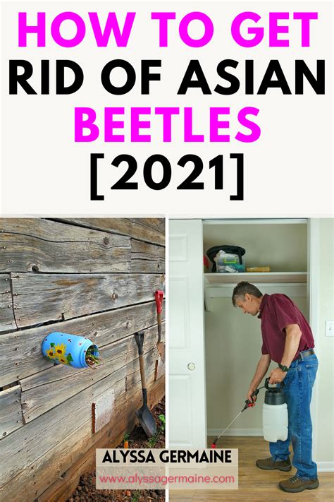 Complete Diy Guide On How To Get Rid Of Asian Beetles In House Artofit