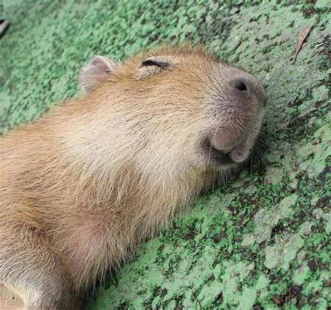 Capybaras Riding Great Wave Rcapybara