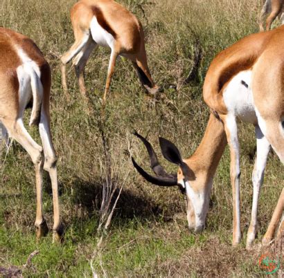 Photograph Of Springboks Eating Grass In The Bushveld Somewhere In ...