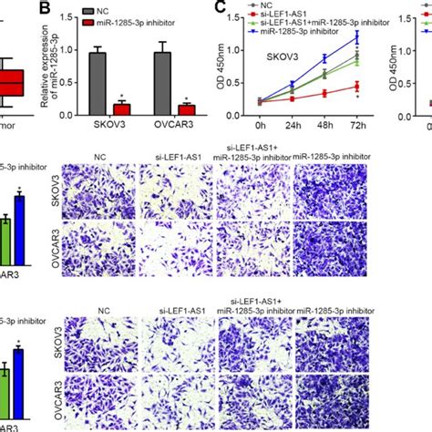 Lef1 As1 Knockdown Inhibited Ovarian Cancer Cell Proliferation