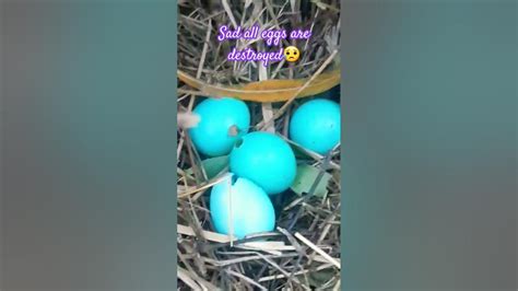 Myna Eggs Youtube