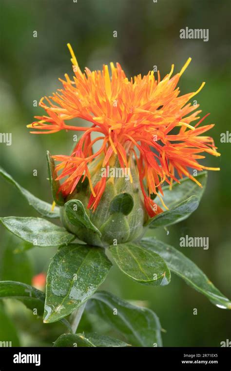 Safflower Carthamus Tinctorius Flower Stock Photo Alamy