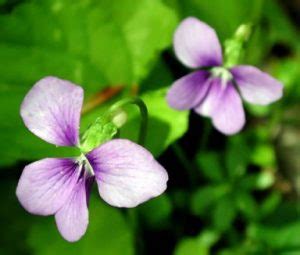 Wisconsin State Flower – 50states