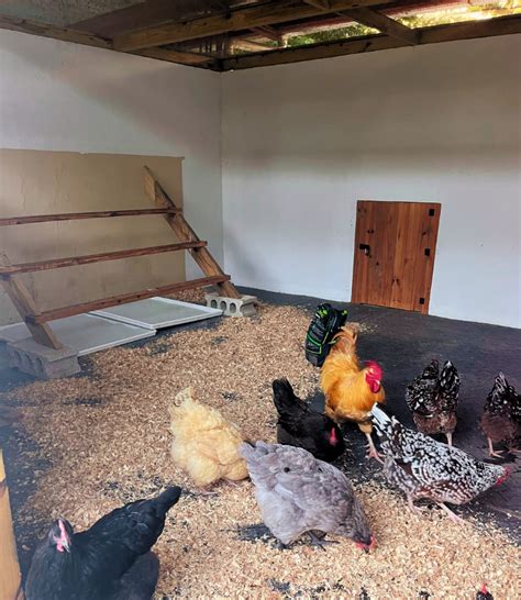 Horse Stall Chicken Coop Conversion | Turn Your Horse Stall into a ...