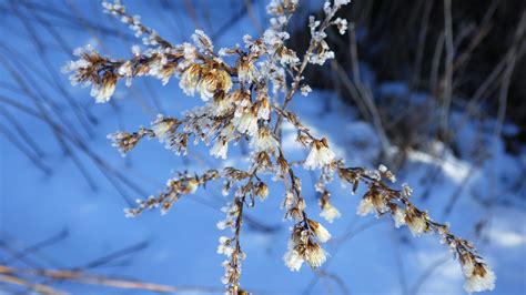 Kostenlose Foto Baum Natur Ast Bl Hen Schnee Winter Sonnenlicht