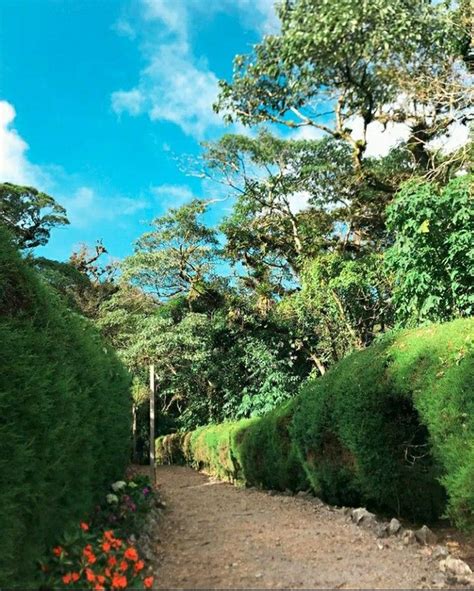 Vida Joven Jinotega Nicaragua Plants