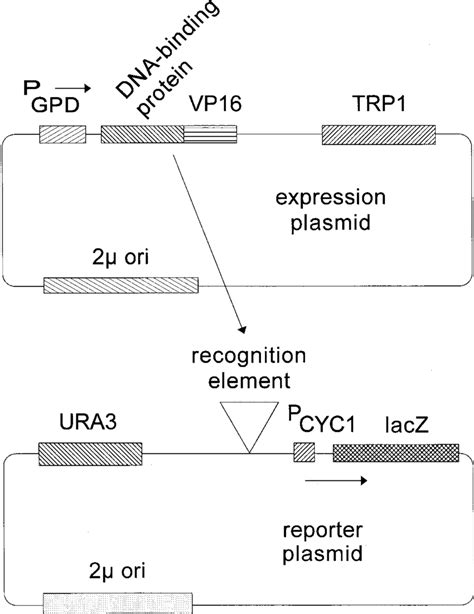 Schematic Representation Of Generic Expression And Reporter Plasmids