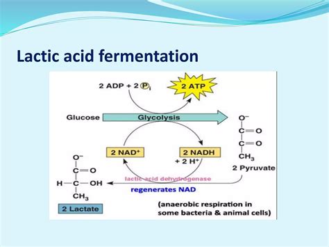 Fermentation process and products | PPT