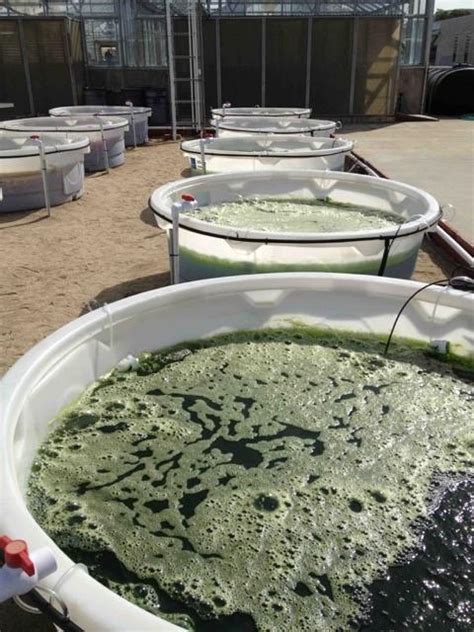 Outdoor Algae Ponds Image Eurekalert Science News Releases