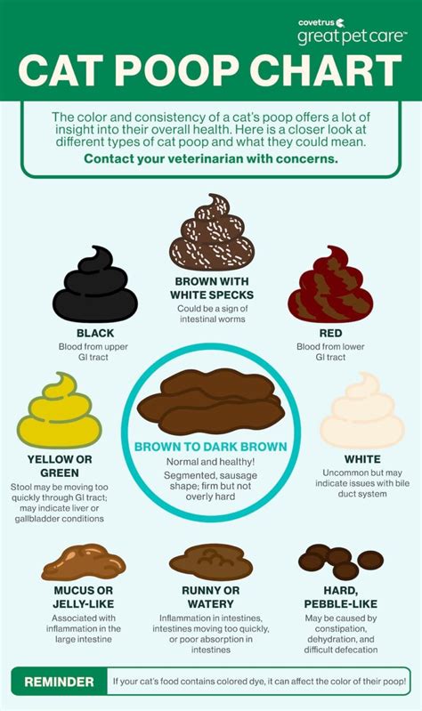 Abnormal Cat Poop Chart: Colors, Consistencies | Great Pet Care