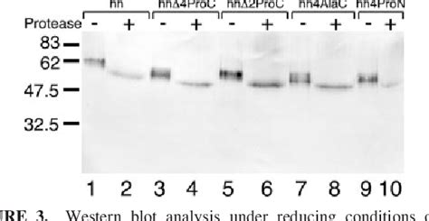 Figure From The Influences Of Hinge Length And Composition On The