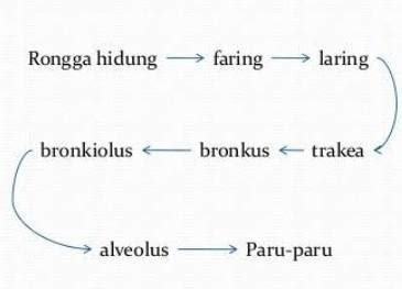 Detail Gambar Diagram Pernapasan Koleksi Nomer 24