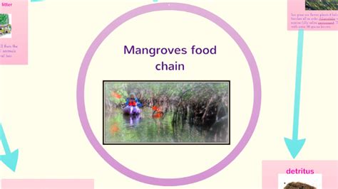 Mangrove food chain by Sana Fukumoto