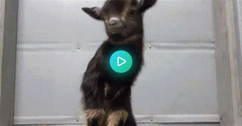 Goat  On Imgur