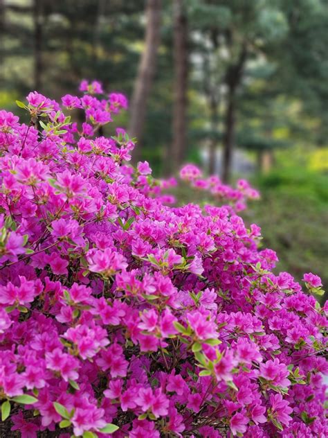 Azalea Flowers Plant Free Photo On Pixabay Pixabay