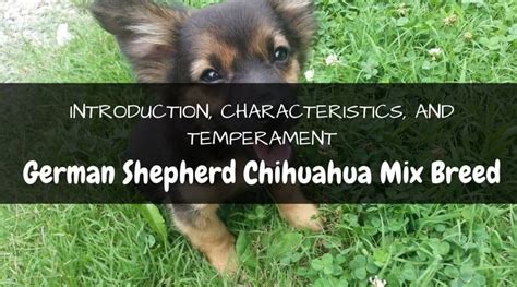 German Shepherd Chihuahua Mix: The Ultimate Guide