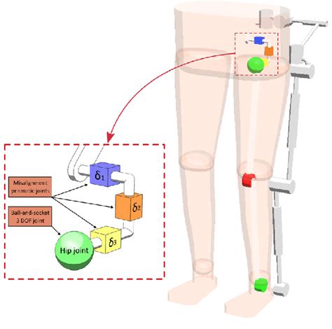 The modeling of the hip joint: a 3-DOF ball-socket joint as the contact ...