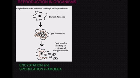 Encystation And Sporulation In Amoeba Youtube