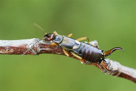 Earwig Pismo Beach Brezden Pest Control