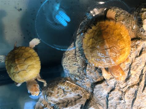 Albino Red Eared Slider Turtle Care Tips And Photos Turtleholic