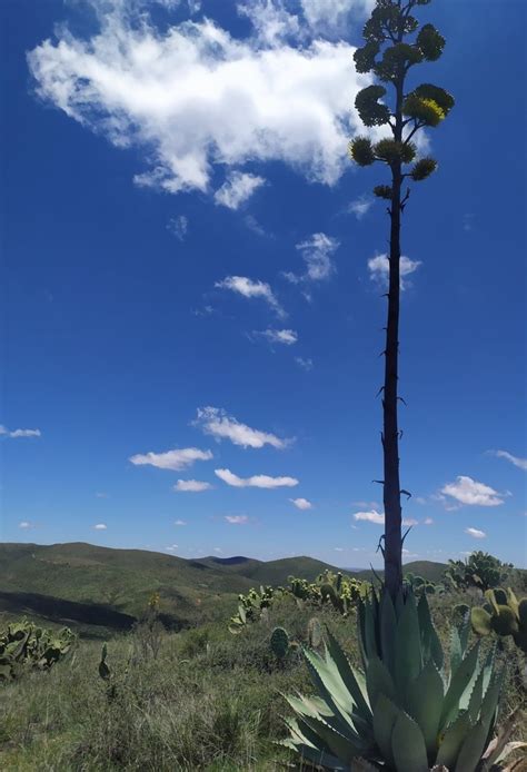 Agave durangensis from Africa Guadalupe Zac México on July 10 2020