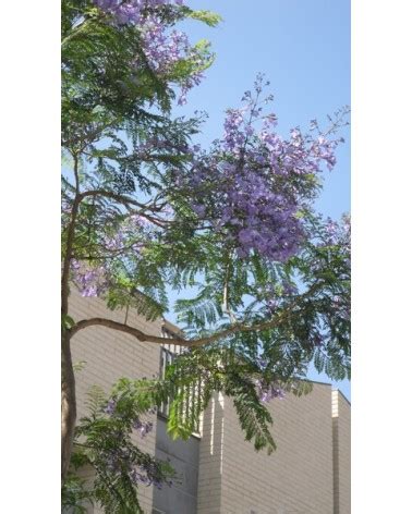 Jacaranda mimosifolia seeds