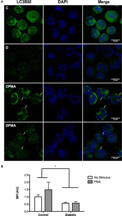 Frontiers Autophagy Is Impaired In Neutrophils From Streptozotocin