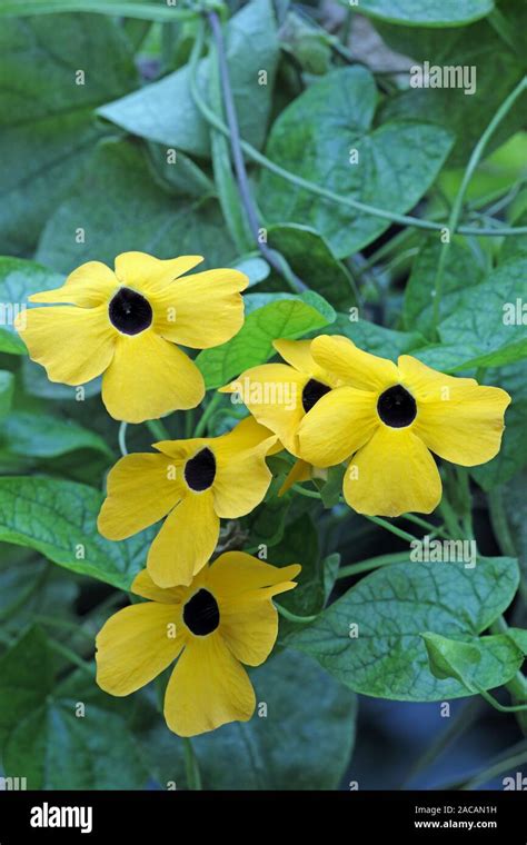 Flowers Of The Kapok Tree Cotton Cotton Ceiba Pentandra Stock Photo