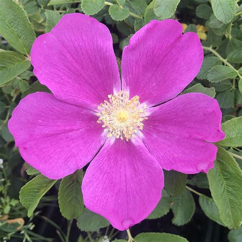 Rosa rugosa rubra