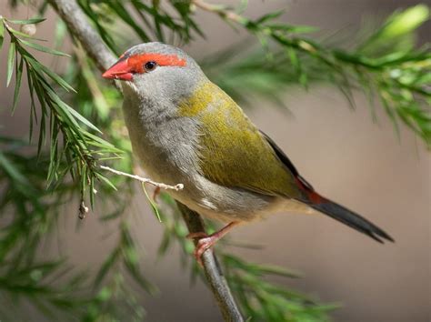 Red-browed Finch - The Australian Museum