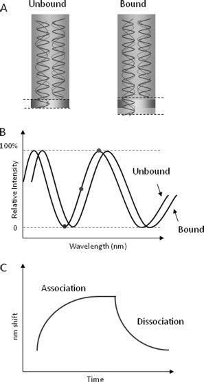 The Biolayer Interferometry Principle A An Interference Pattern Is