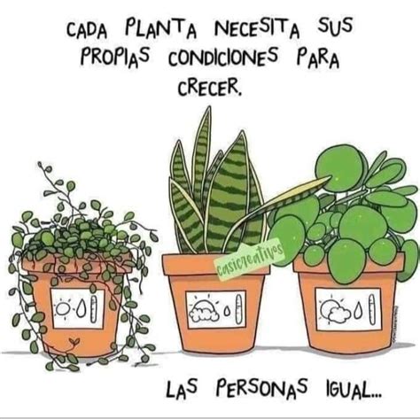 Pin De Lilo Rey En Frases Memes Frases De Cactus Regalar Plantas