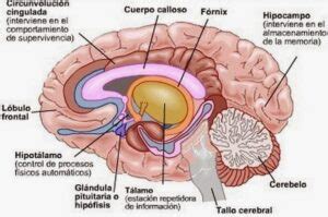 C Mo Funciona El Sistema De Recompensa Del Cerebro Enriquerubio Net